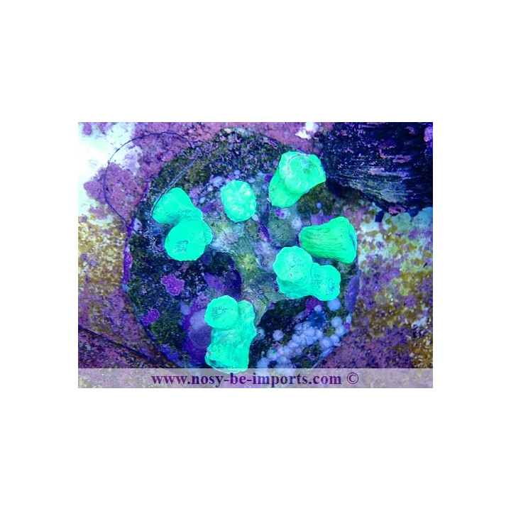 Caulastrea sp. WYSIWYG 15122022-14