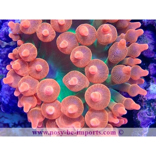 Entacmea quadricolor WYSIWYG 15122022-15
