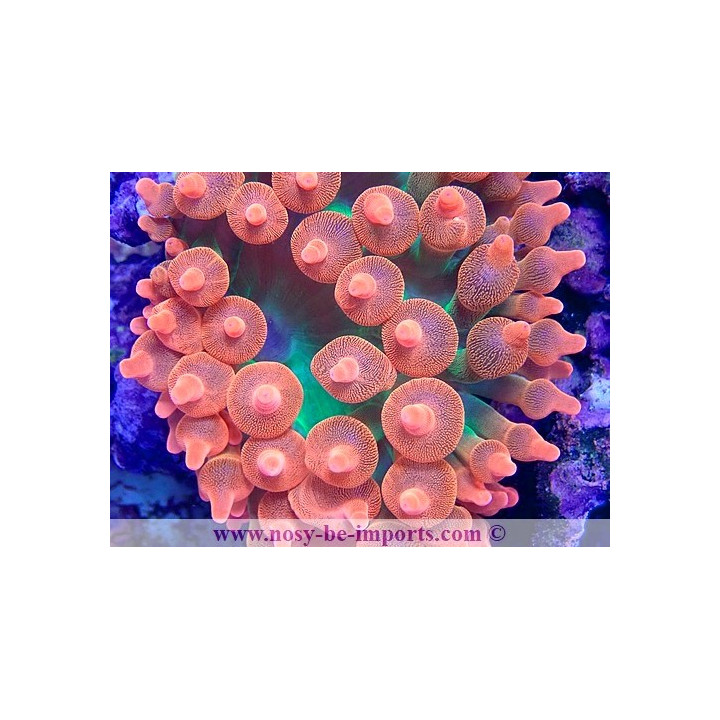 Entacmea quadricolor WYSIWYG 15122022-15