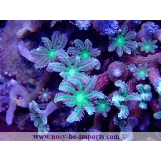 Cornularia sp. WYSIWYG 15122022-16