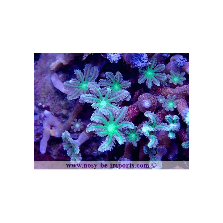 Cornularia sp. WYSIWYG 15122022-16