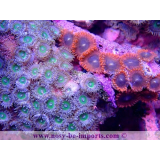 Zoanthus sp. WYSIWYG 15122022-17
