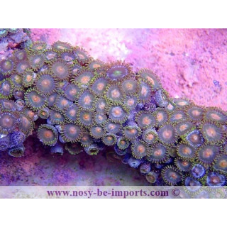 Zoanthus coeur orange WYSIWYG 15122022-18