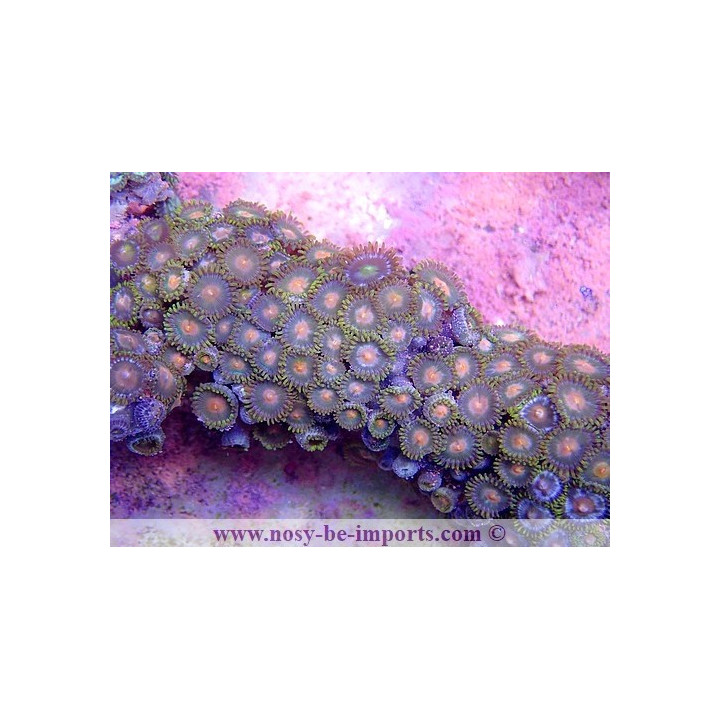 Zoanthus coeur orange WYSIWYG 15122022-18