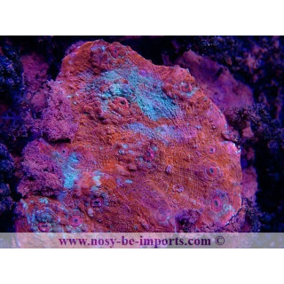 Echinophyllia sp. WYSIWYG 15122022-21