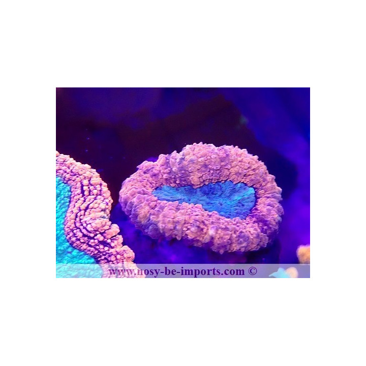 Lobophyllia sp. 15122022-24