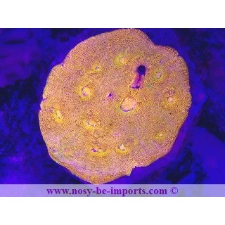 Echinophyllia sp. WYSIWYG 15122022-25