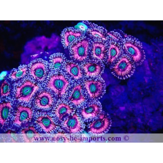 Zoanthus sp. WYSIWYG 15122022-26