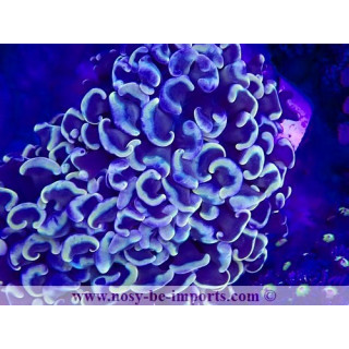 Euphyllia ancora WYSIWYG 15122022-27
