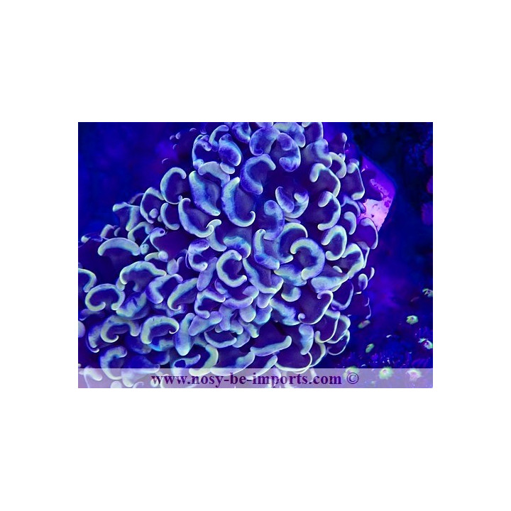 Euphyllia ancora WYSIWYG 15122022-27