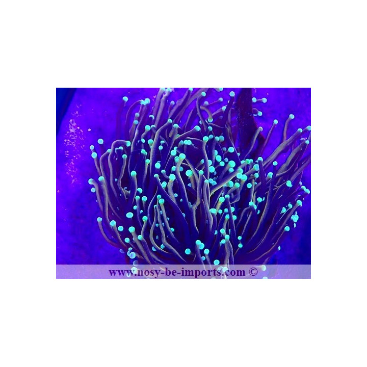 Euphyllia glabrescens WYSIWYG 15122022-28