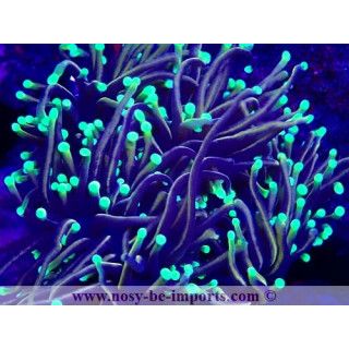 Euphyllia glabrescens WYSIWYG 15122022-28
