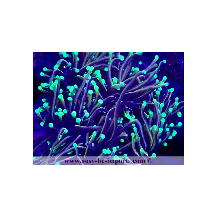 Euphyllia glabrescens WYSIWYG 15122022-28