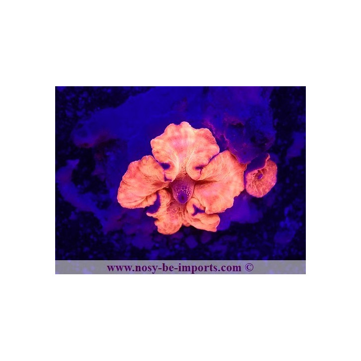 Discosoma sp. WYSIWYG 15122022-31