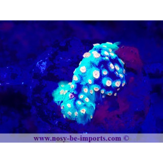 Cyphastrea sp. WYSIWYG 15122022-35