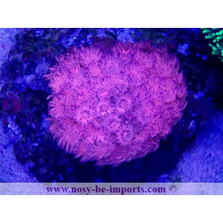 Goniopora sp. WYSIWYG 15122022-36