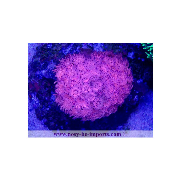 Goniopora sp. WYSIWYG 15122022-36