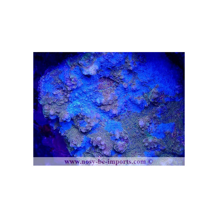 Echinophyllia sp. WYSIWYG 15122022-37