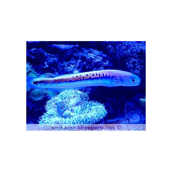 Hoplolatilus oreni