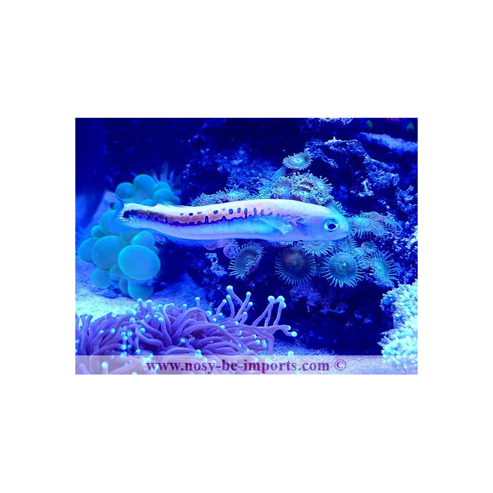 Hoplolatilus oreni