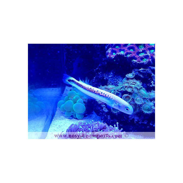 Hoplolatilus oreni
