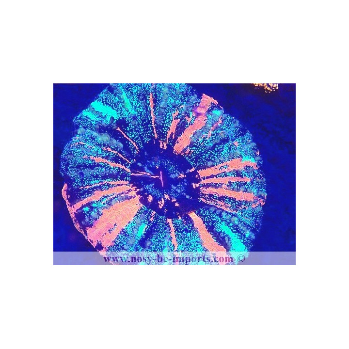 Scolymia australensis WYSIWYG 23122022-1