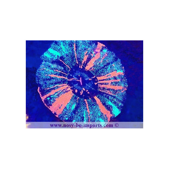Scolymia australensis WYSIWYG 23122022-1