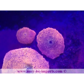 Discosoma sp. WYSIWYG 23122022-2