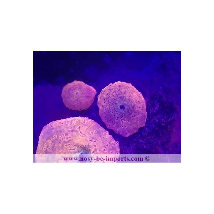 Discosoma sp. WYSIWYG 23122022-2