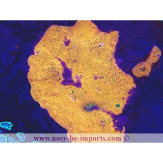 Echinophyllia sp. WYSIWYG 23122022-4