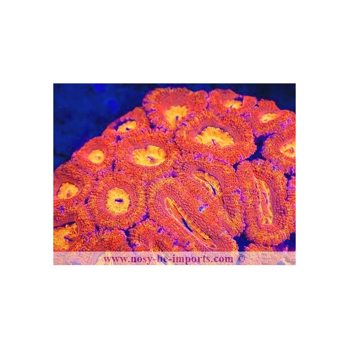 Acanthastrea lordhowensis WYSIWYG 23122022-7