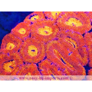 Acanthastrea lordhowensis WYSIWYG 23122022-7