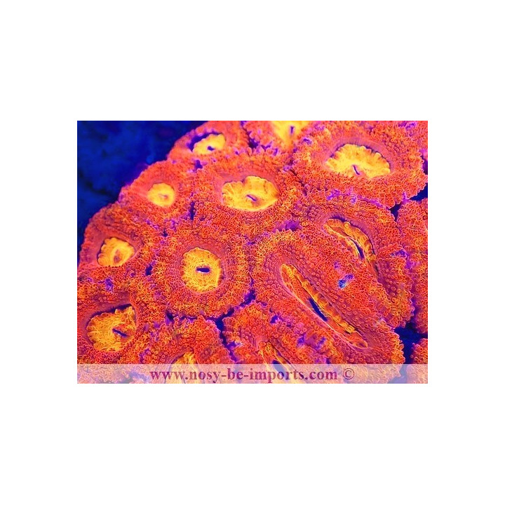 Acanthastrea lordhowensis WYSIWYG 23122022-7
