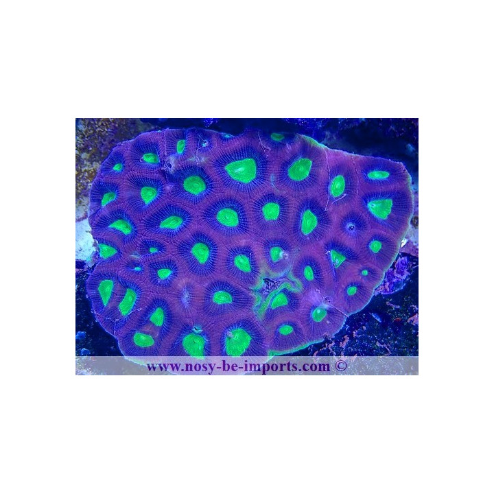 Favites complatana WYSIWYG 23122022-8