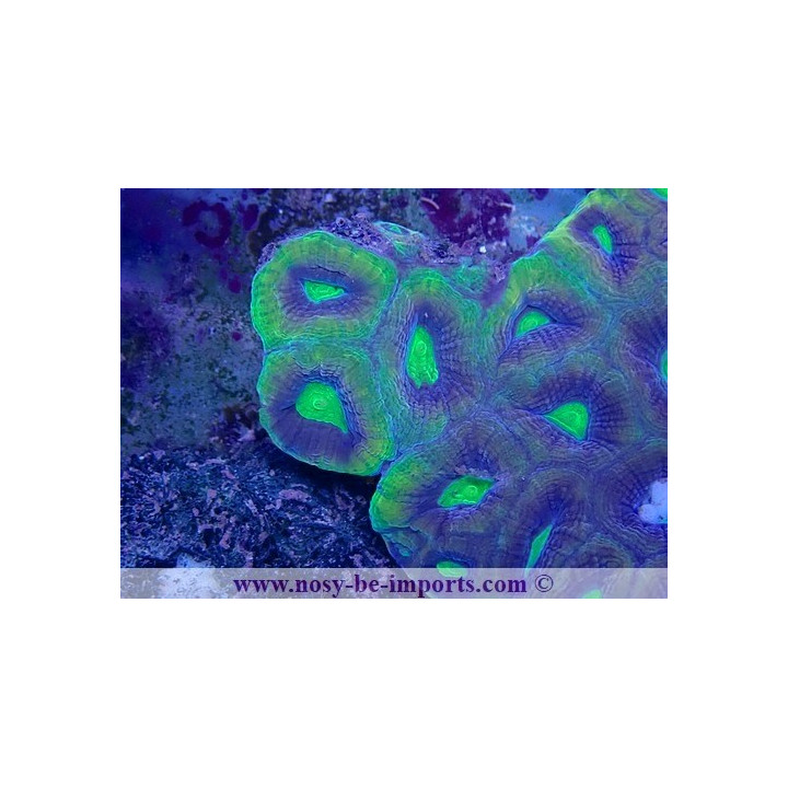 Favites complatana WYSIWYG 23122022-9