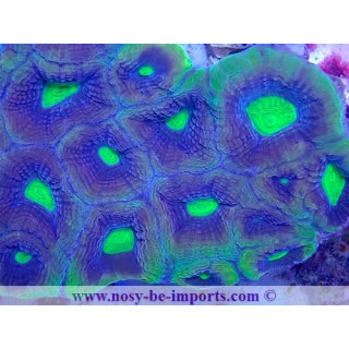 Favites complatana WYSIWYG 23122022-9