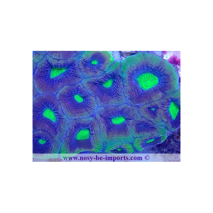 Favites complatana WYSIWYG 23122022-9