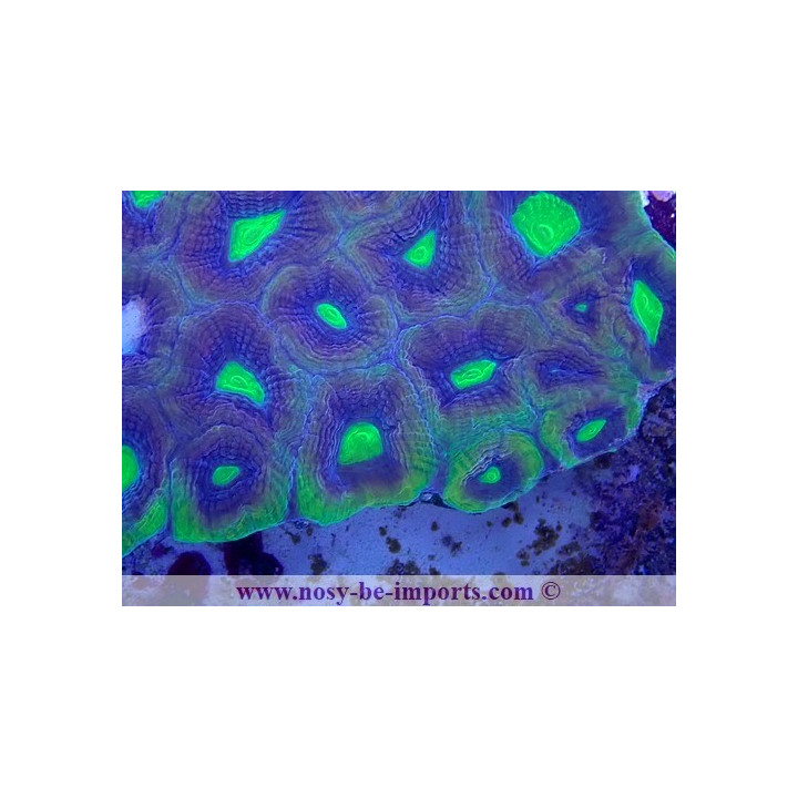 Favites complatana WYSIWYG 23122022-9