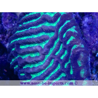 Platygyra sp. WYSIWYG 23122022-10
