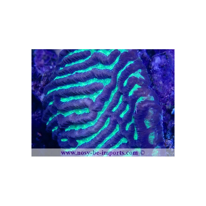 Platygyra sp. WYSIWYG 23122022-10
