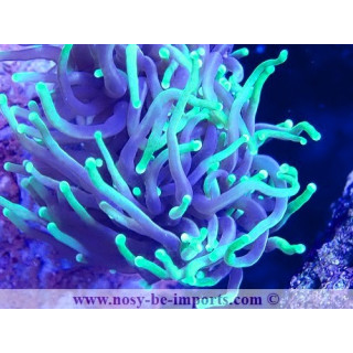 Euphyllia glabrescens WYSIWYG 23122022-13