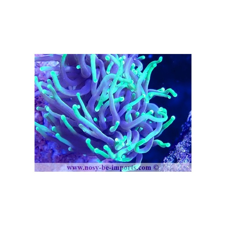 Euphyllia glabrescens WYSIWYG 23122022-13