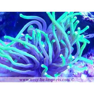 Euphyllia glabrescens WYSIWYG 23122022-14
