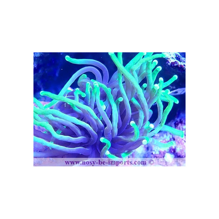 Euphyllia glabrescens WYSIWYG 23122022-14