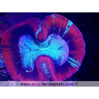 Trachyphyllia sp. rouge - coraux dur LPS - coraux VPC - Aquarium sur mesure