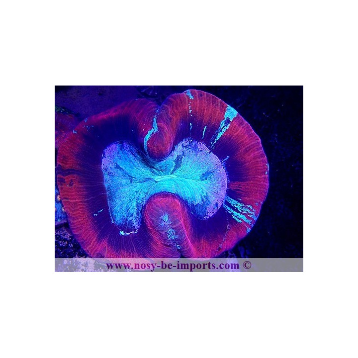 Trachyphyllia sp. rouge - coraux dur LPS - coraux VPC - Aquarium sur mesure