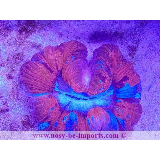 Trachyphyllia sp. WYSIWYG 29122022-2
