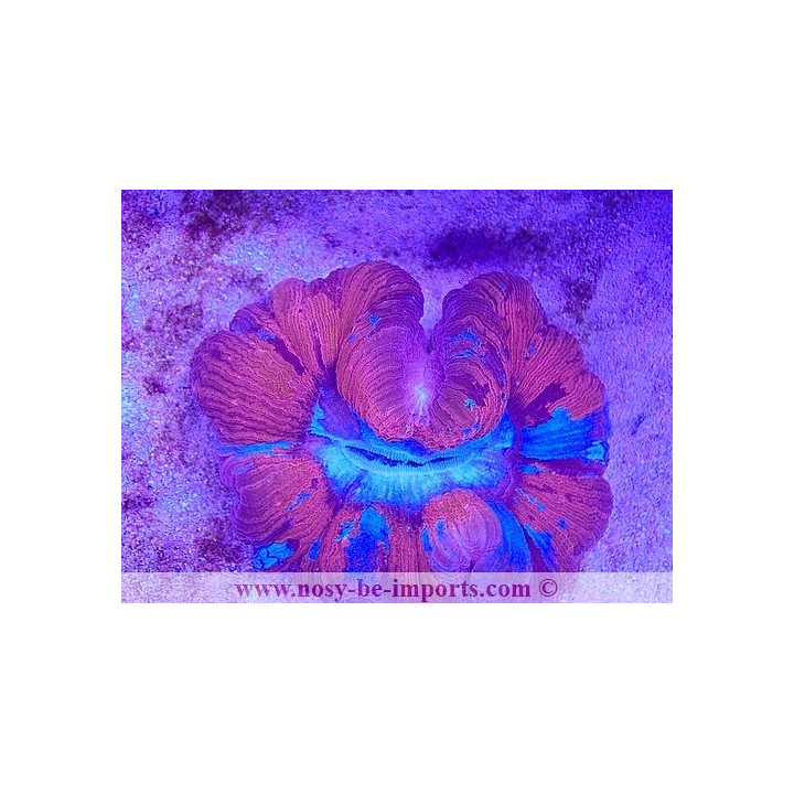 Trachyphyllia sp. WYSIWYG 29122022-2