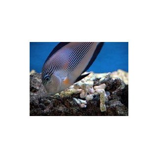 Acanthurus sohal
