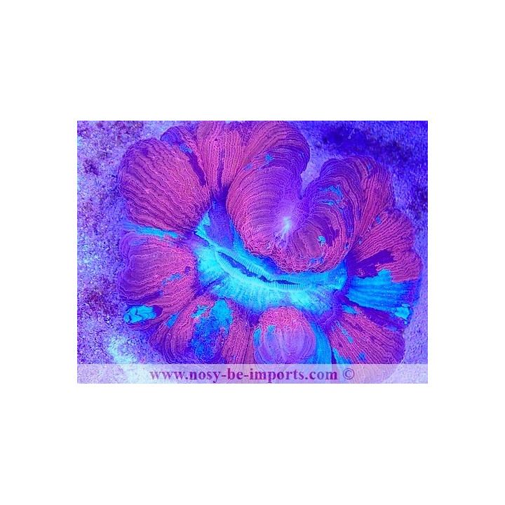 Trachyphyllia sp. WYSIWYG 29122022-2